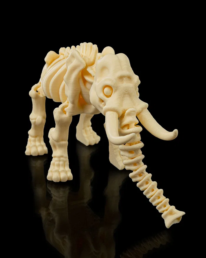 Skeleton Elefante