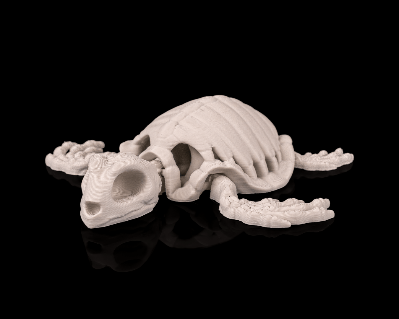 Skeleton Tortuga