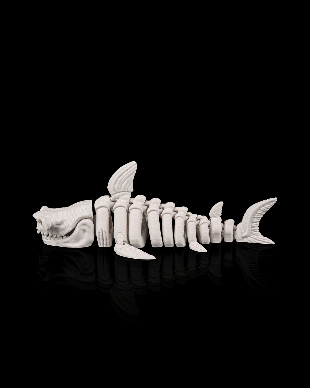 Skeleton Tiburón