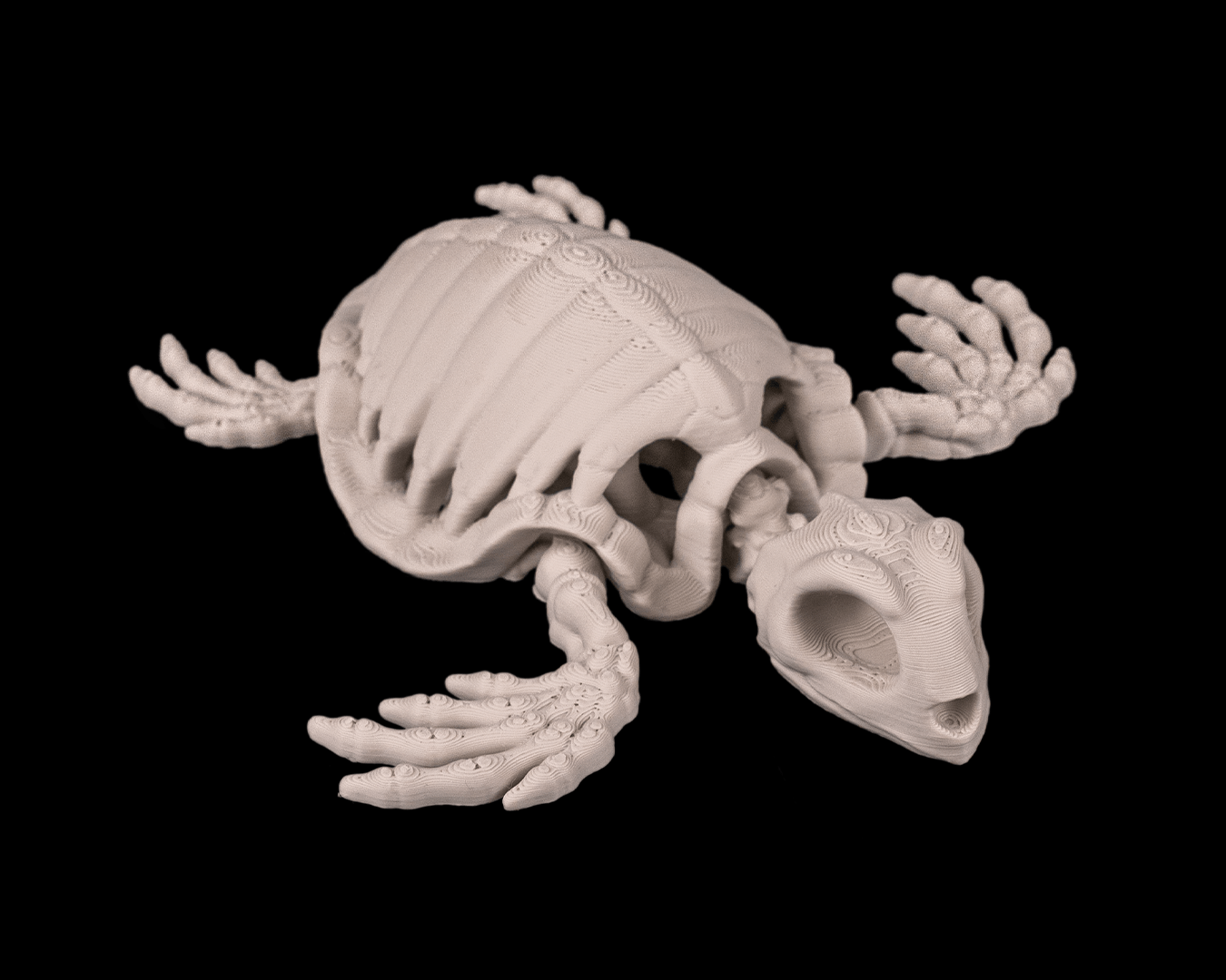 Skeleton Tortuga