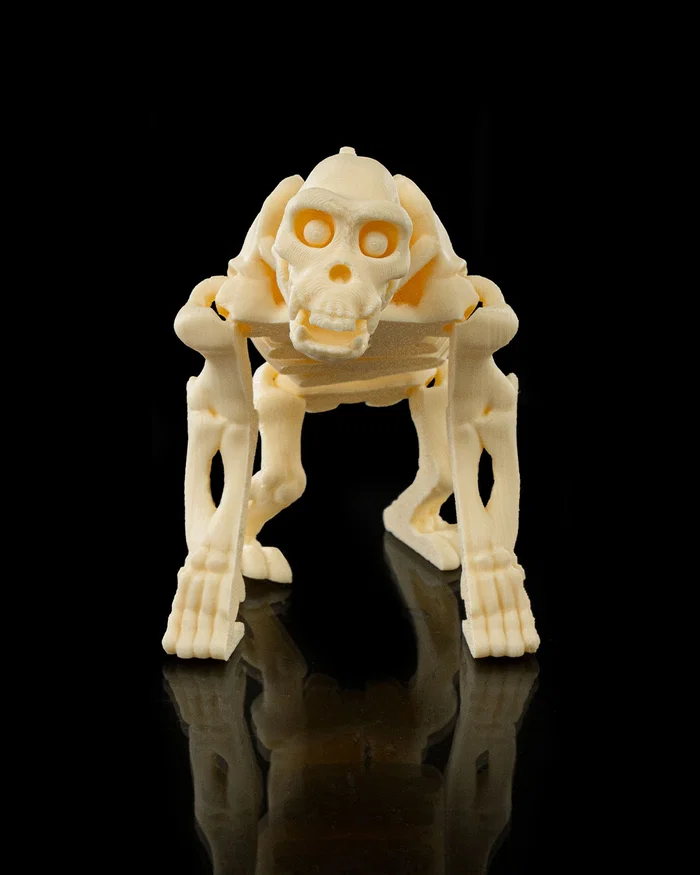 Skeleton Chimpancé